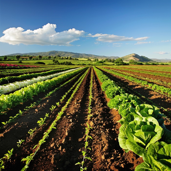 potassium uses potassium uses